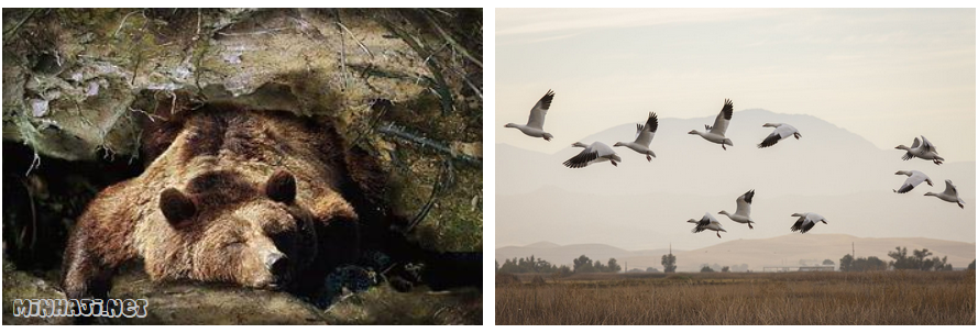 التلاؤم مع تغير الفصول من أسباب سلوك الحيوانات التلاؤم مع تغير الفصول من أسباب سلوك الحيوانات